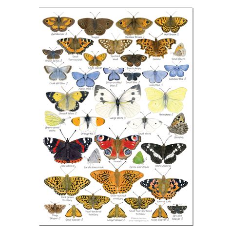 identify butterflies uk sheet.